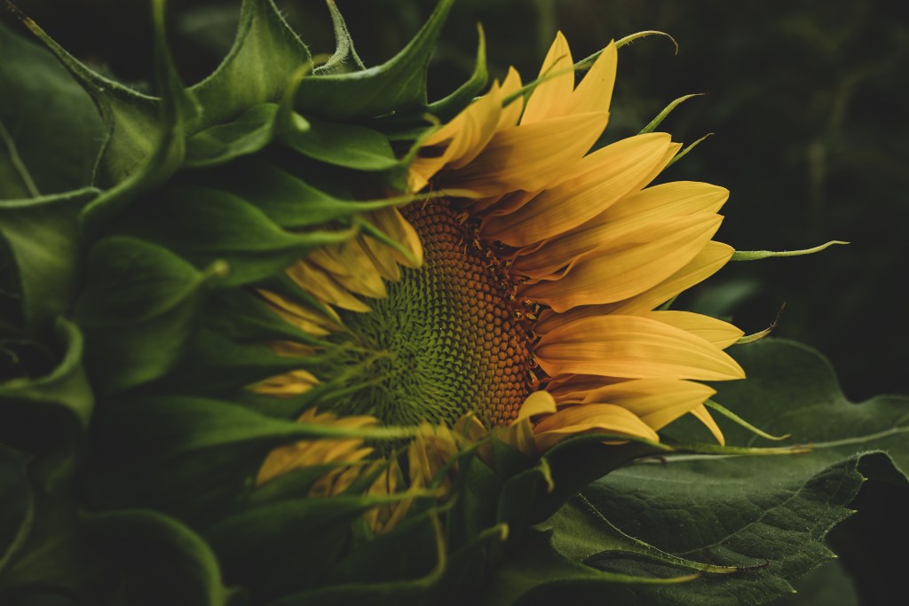 sunflower in bloom against green foliage